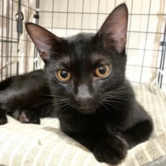 グイグイ💕甘えん坊のスネ夫くん🐈‍⬛正式譲渡決定‼️