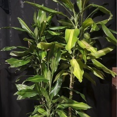 観葉植物　大型　ドラセナジェレ　ジェレ　ドラセナ