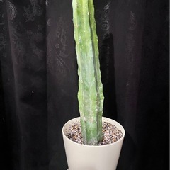 観葉植物　サボテン　柱サボテン