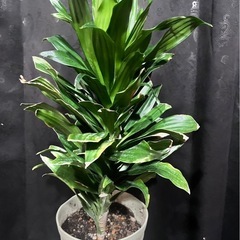 ドラセナコンパクタ　観葉植物