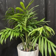 観葉植物　テーブルヤシ