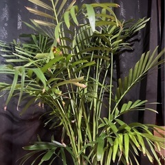 観葉植物　アレカヤシ　インテリア