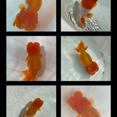 （2423）宇野系らんちゅう当歳魚20匹+αセット　2cm〜4.5cm