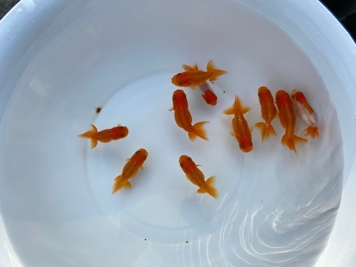 （2424）宇野系らんちゅう 2歳魚5匹セット　5.5cm〜6.5cm  上種