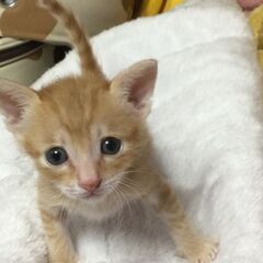 新規受付一時停止　茶トラの坊や　届け出済み