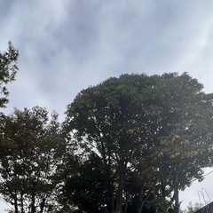 伐採、草刈り、剪定承ります。