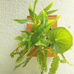 吊り下げハンギングと観葉植物