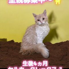 10/6(日)譲渡会。生後4ヵ月セルカークレックス♂(⋈◍＞◡＜...
