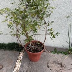 モッコウバラ　差し上げます