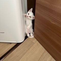 子猫の里親募集