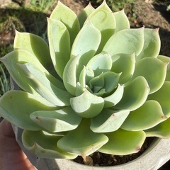 多肉植物❣️ パンジー❣️（三色堇）