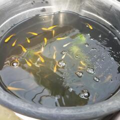【決まりました】ミックスメダカ差し上げます②‼️本日19時に来れ...
