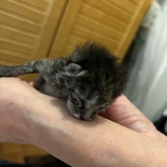 緊急です
