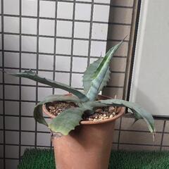 アガベ　クレイジーホース　鉢植え