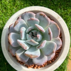 多肉植物❣️ オレンジモンロー❣️12cm （橙梦露）