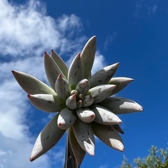 多肉植物❣️アンギキュラウータ❣️ 三個セット （魔爪）3