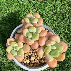多肉植物❣️洛神（群）新品種 ❣️  癒し系