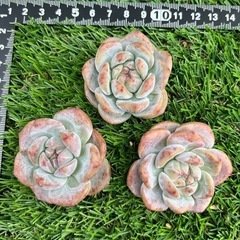 多肉植物❣️紫星影❣️(石榴籽星影） 三個セットの画像