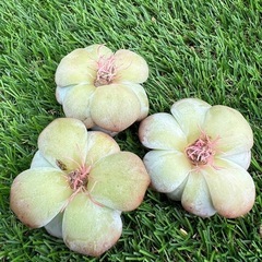 多肉植物❣️紫星影❣️(石榴籽星影） 三個セットの画像