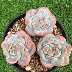 多肉植物❣️紫星影❣️(石榴籽星影） 三個セット