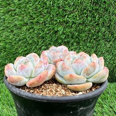 多肉植物❣️紫星影❣️(石榴籽星影） 三個セットの画像
