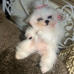りりぃれい🍀ぬいぐるみ教室🍀の画像