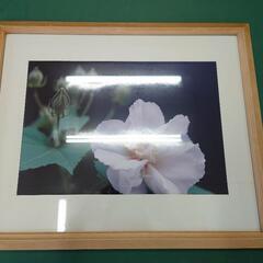 【決まりました】額縁