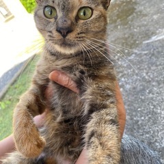 サビ猫 1歳未満