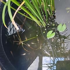 『停止中』メダカ【おこさまへ】