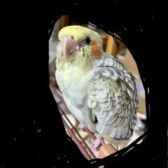 オカメインコ早急に引き取り募集