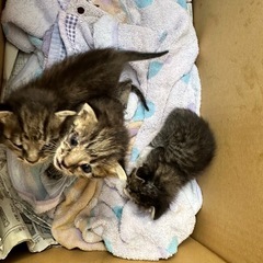 生後2週間くらいのあかちゃん🐱3匹保護先見つかりました！ - 宮崎市