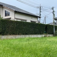 剪定、草刈、伐採、その他お庭手入れの画像
