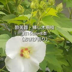 酔芙蓉 挿し木用枝 約15cm×8本 おまけ有り