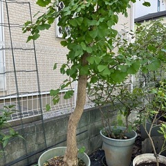 イチョウ