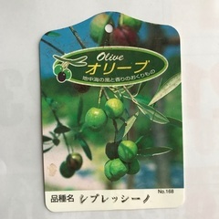 ◾️6月限定◾️オリーブ　シプレッシーノ　約180cm越の画像