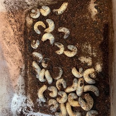 カブトムシの幼虫
