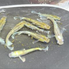 （決まりました)マリアージュKWFゴールドタイプ🐟画像個体全て