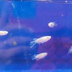 めだか🐟天照RLF画像個体全て！