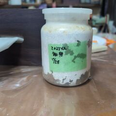 オオクワガタ大阪能勢産ペア幼虫