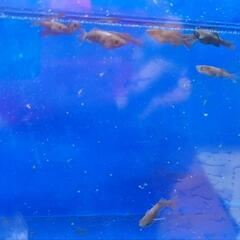 (決まりました)めだか🐟吽形画像個体全て！