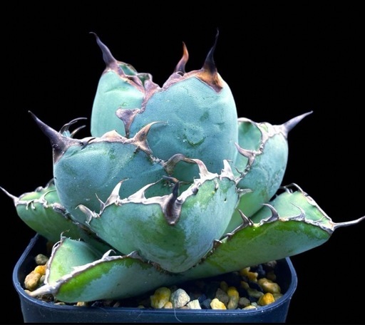 v198 アガベ チタノタ ブラックアンドブルー