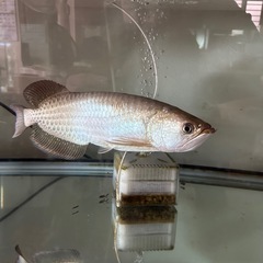 【決まりました】ノーザンバラムンディの画像