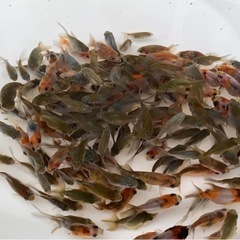 金魚(選モレ)3〜6㎝ 江戸錦、黒らんちゅう、ショートテールオラ...