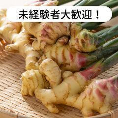 高知県幡多郡大月町で生姜の収穫作業等のお仕事！【単発/短期求人】
