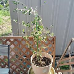 決定🫒オリーブの木 コレッジョラ　幸せの木　の画像