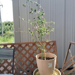 決定🫒オリーブの木 コレッジョラ　幸せの木　の画像