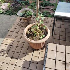 銀杏の木の画像