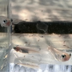 【小城メダカ】特価‼️ぽにょメダカ🐟