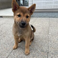 🐶ご家族に迎えてください🐶豆柴×ミックスの女の子🐶