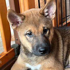 🐶ご家族に迎えてください🐶豆柴×ミックスの男の子🐶